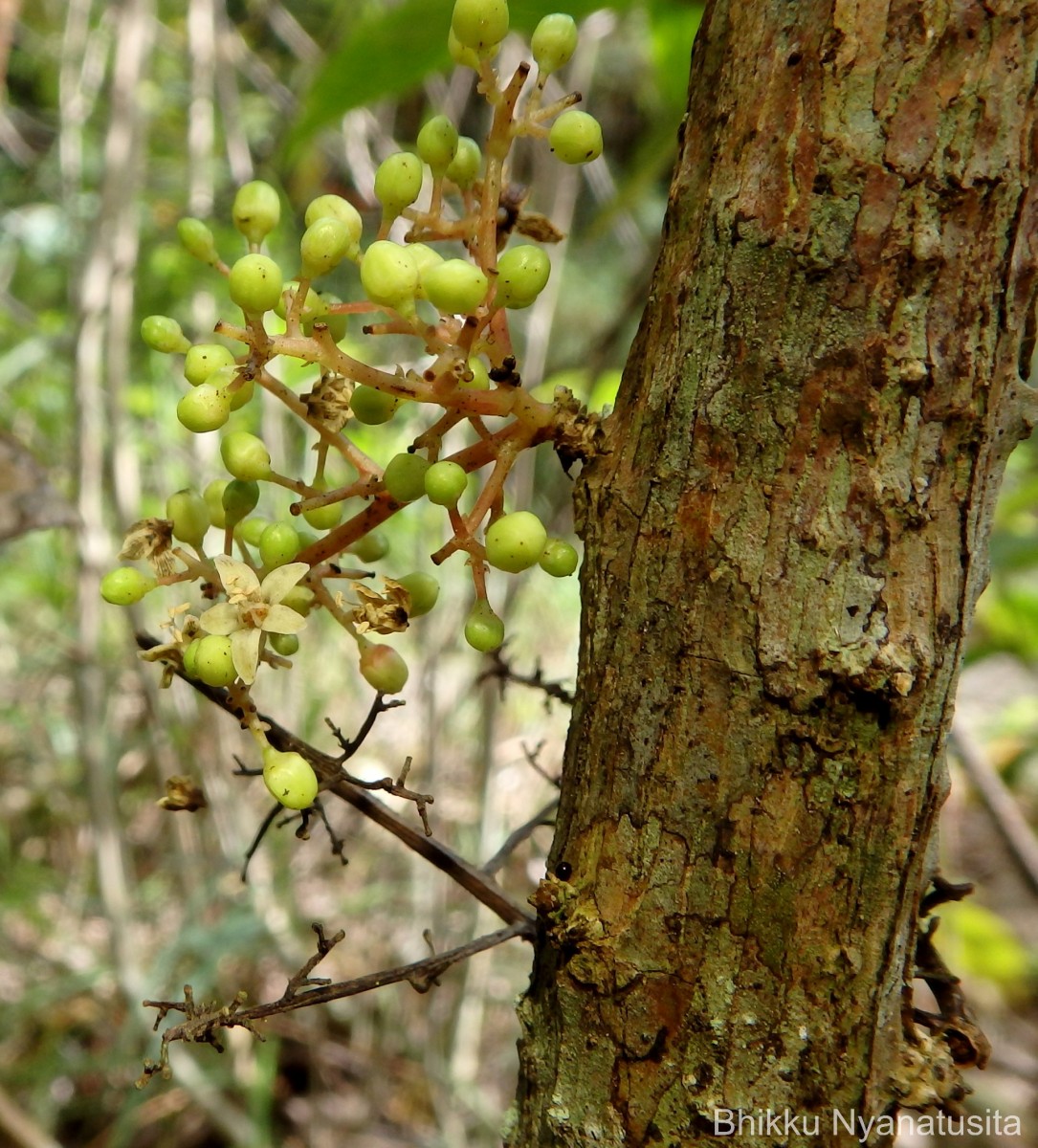 Semecarpus subpeltatus Thwaites